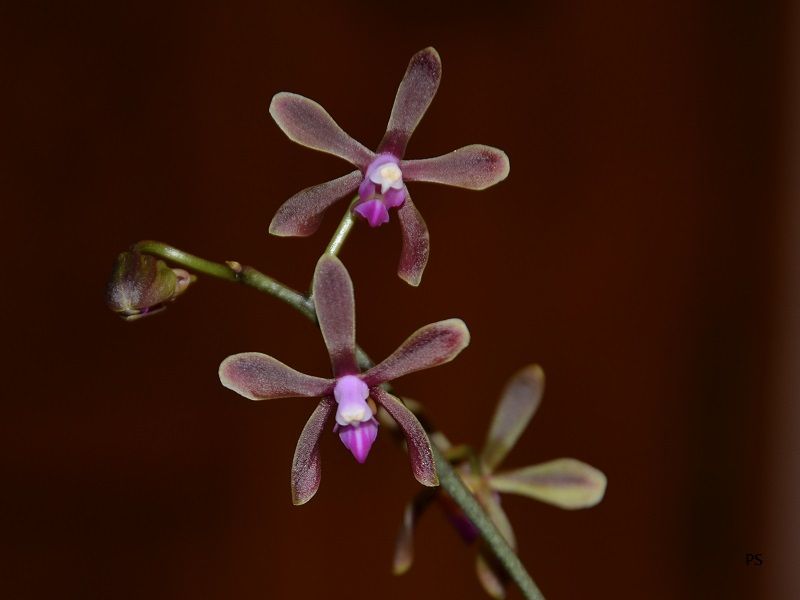  photo Phalaenopsisbraceana-02.jpg