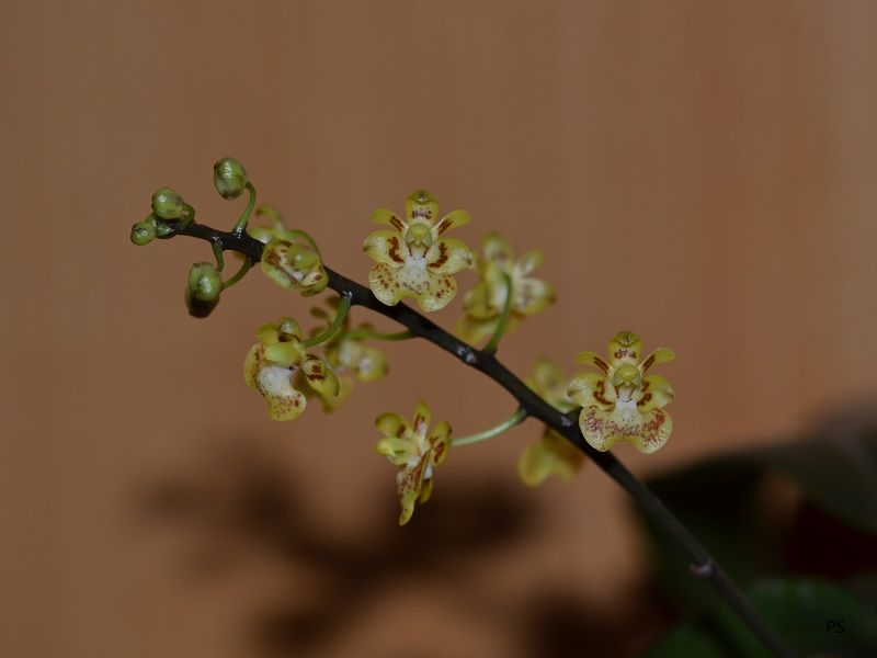  photo Phalaenopsischibae-A03.jpg