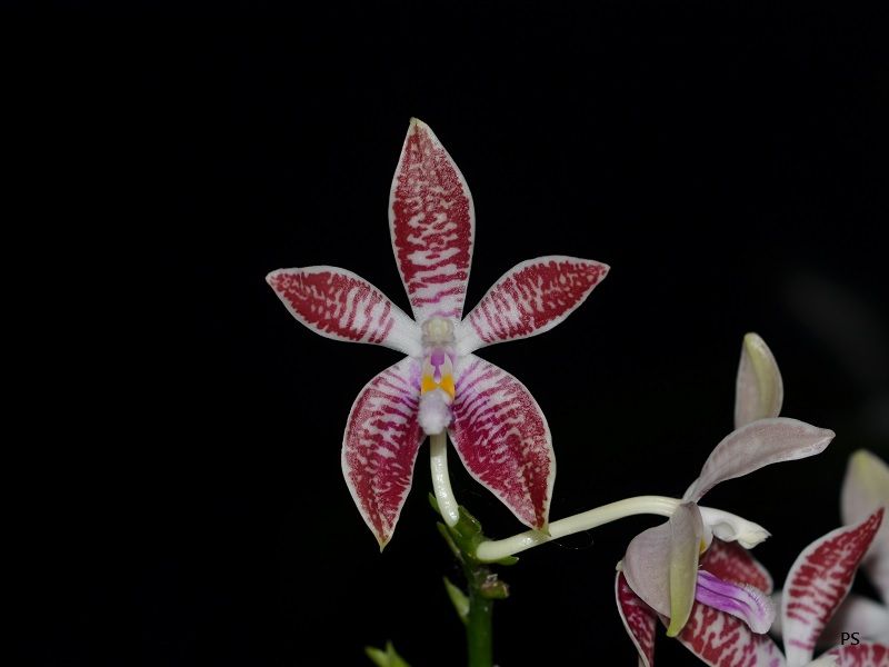  photo Phalaenopsiscorningiana-01.jpg