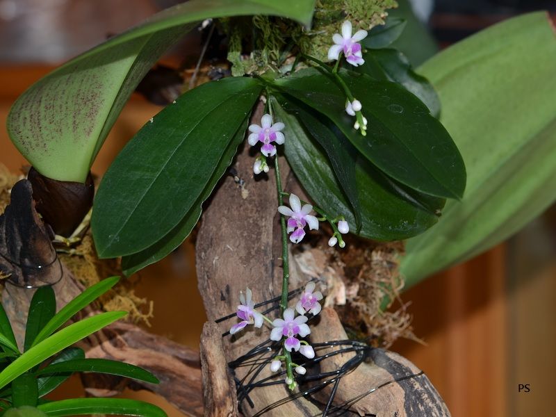  photo Phalaenopsisdeliciosa-01.jpg