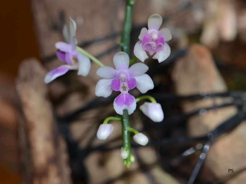  photo Phalaenopsisdeliciosa-02.jpg