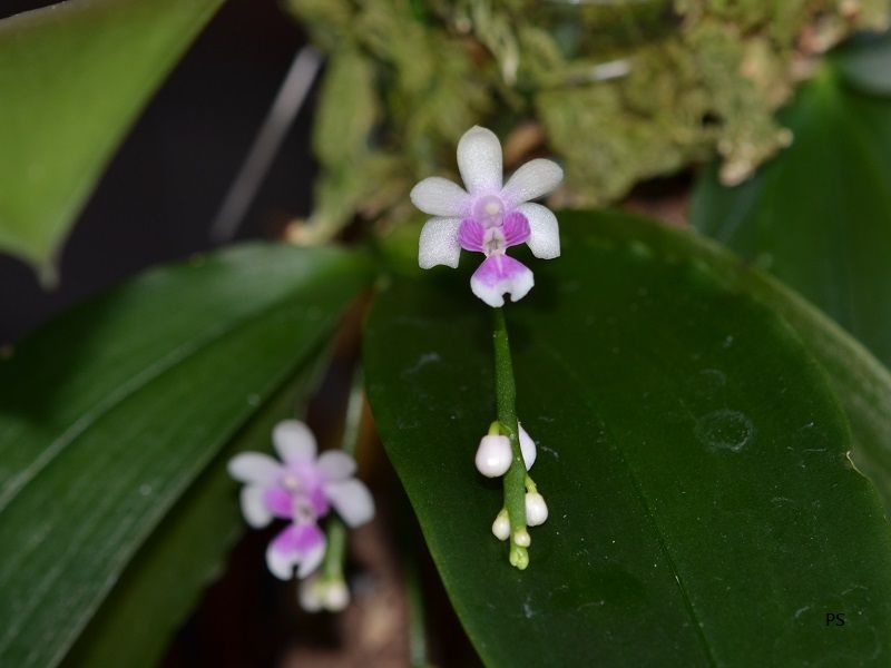  photo Phalaenopsisdeliciosa-03.jpg