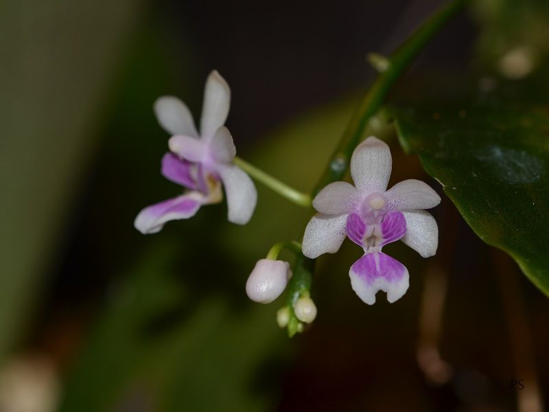  photo Phalaenopsisdeliciosa-04.jpg