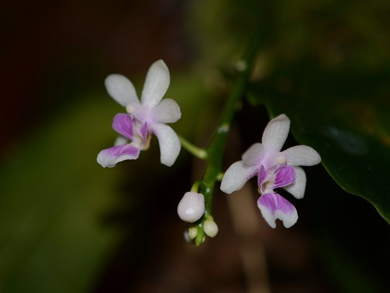  photo Phalaenopsisdeliciosa-05.jpg