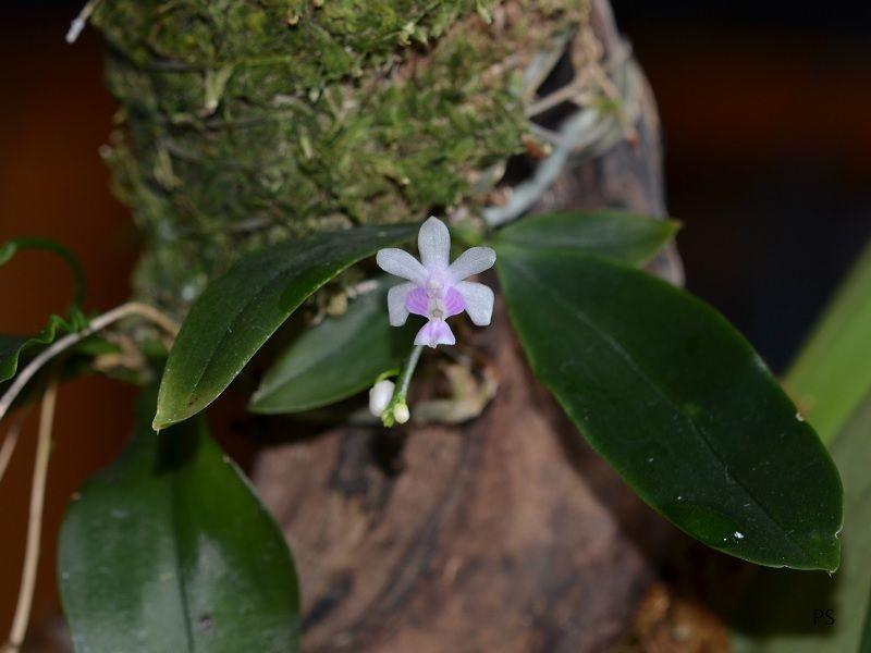  photo Phalaenopsisdeliciosa-A01.jpg