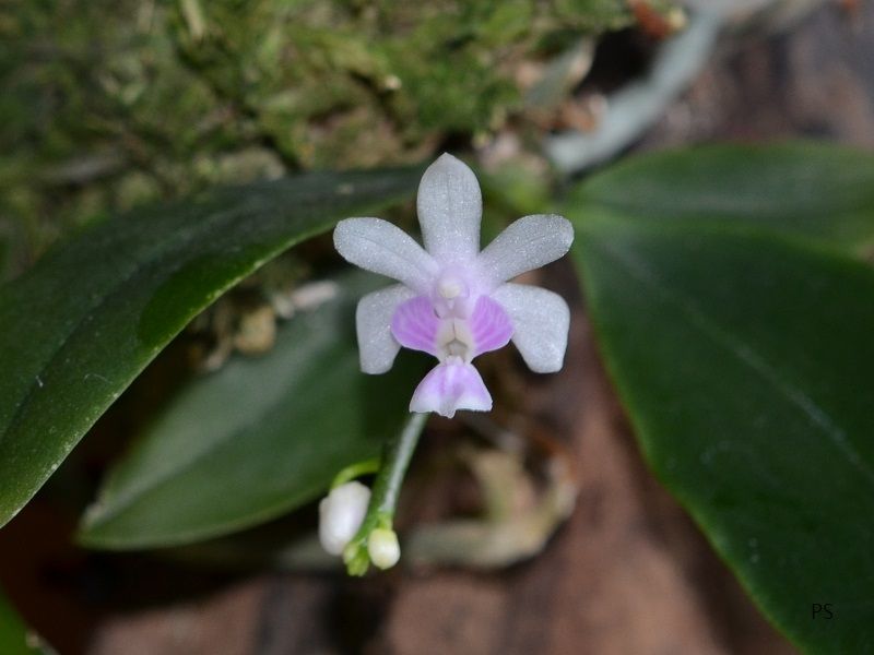  photo Phalaenopsisdeliciosa-A02.jpg