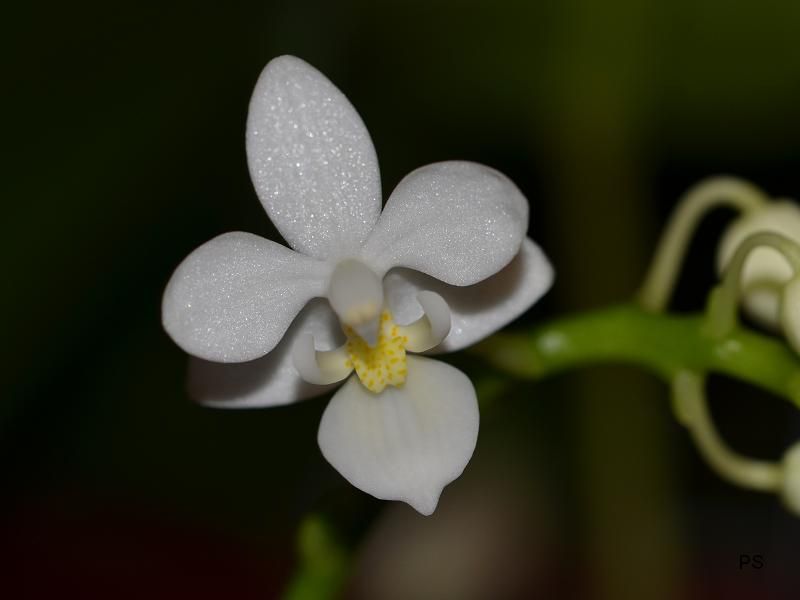  photo Phalaenopsisequestrisvaralba-01.jpg
