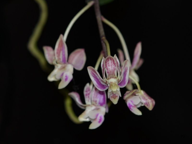  photo Phalaenopsisminus-01.jpg