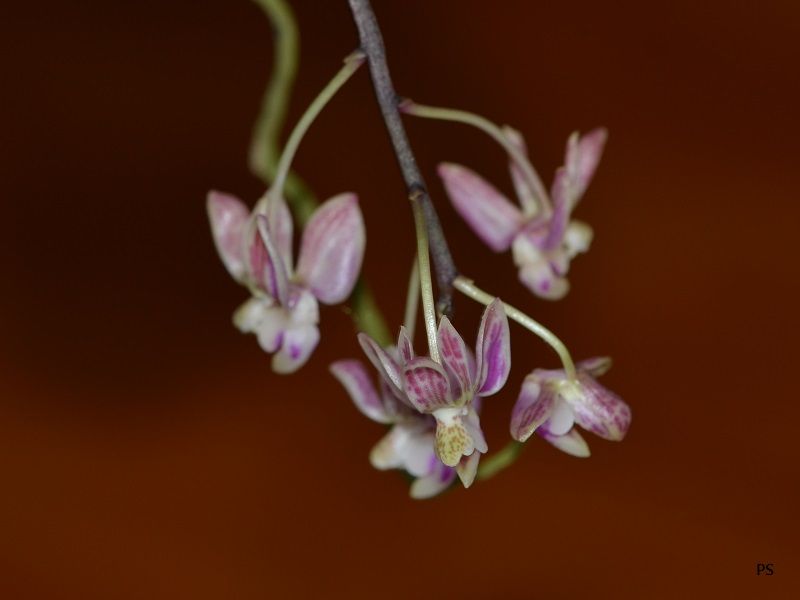  photo Phalaenopsisminus-02.jpg