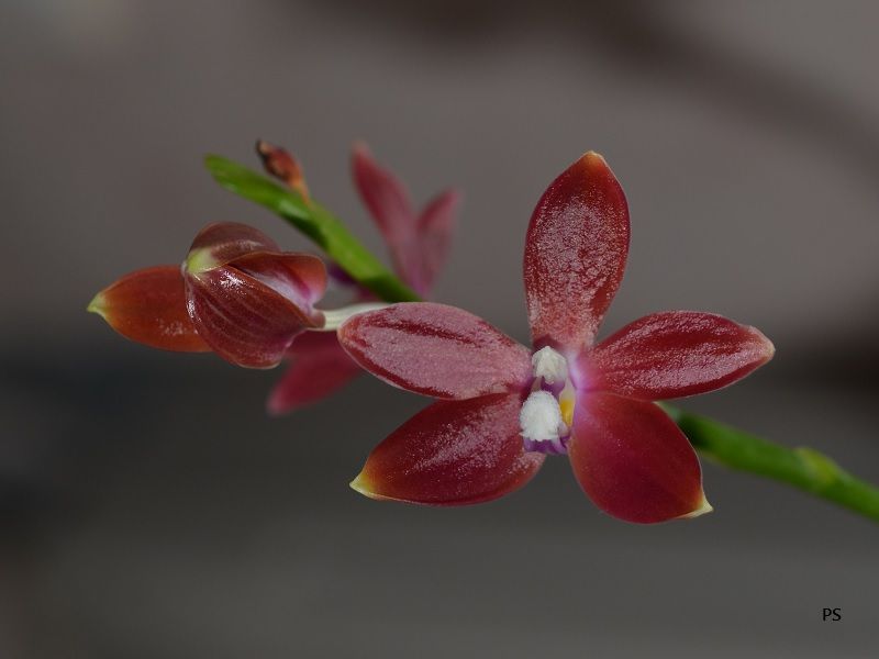  photo Phalaenopsisspeciosa-01.jpg