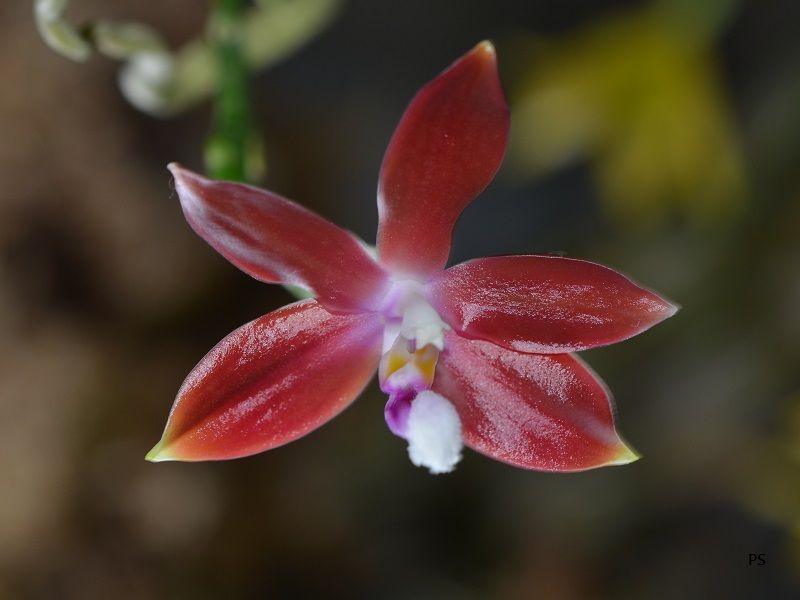  photo Phalaenopsisspeciosa-02.jpg