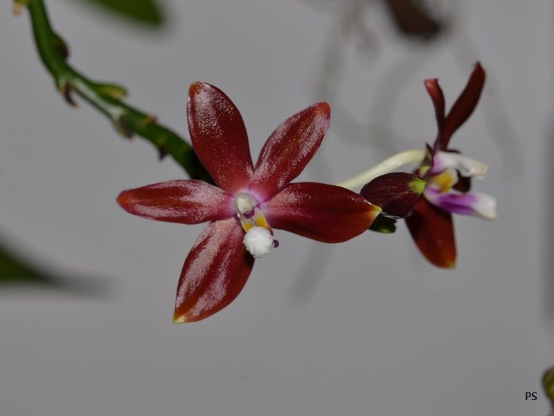  photo Phalaenopsisspeciosa-03.jpg