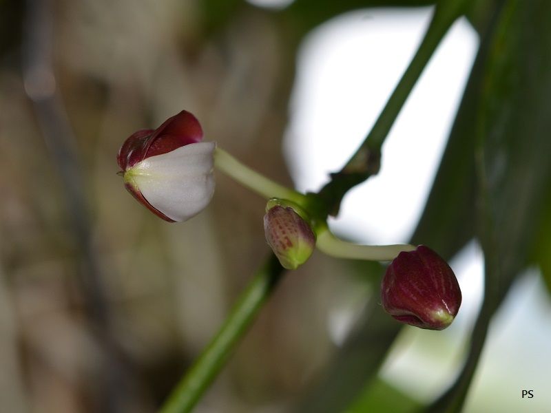  photo Phalaenopsisspeciosa-04.jpg