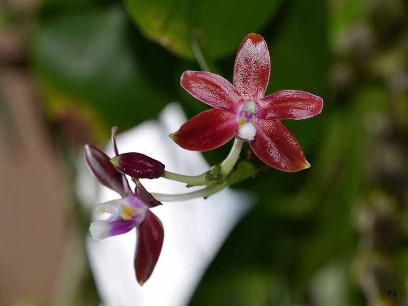  photo Phalaenopsisspeciosa-05.jpg