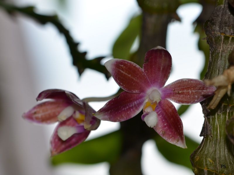  photo Phalaenopsisspeciosa-06.jpg