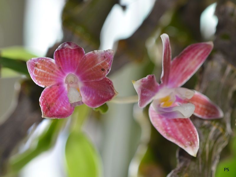  photo Phalaenopsisspeciosa-07.jpg