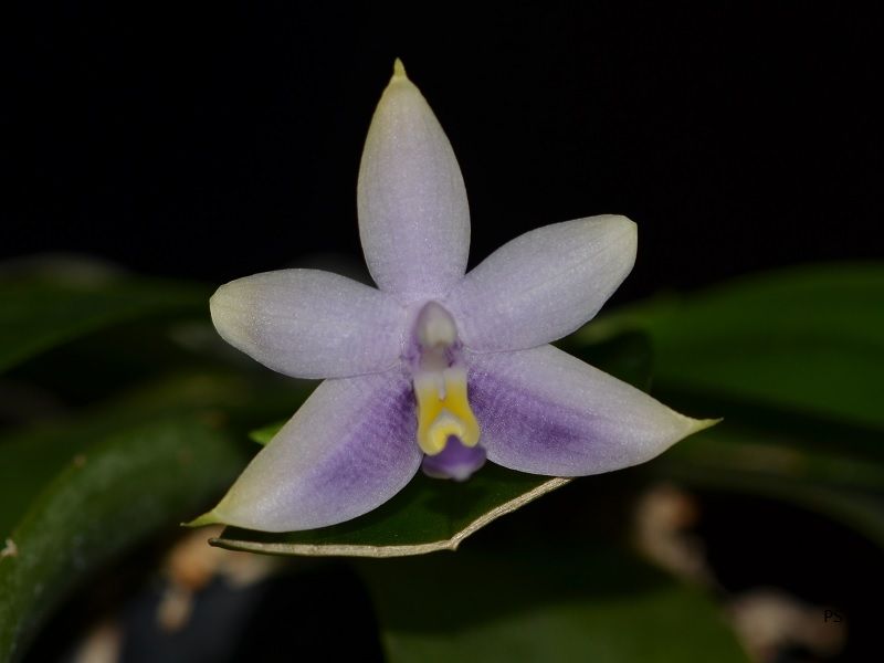  photo Phalaenopsisviolaceavarcoerulea-05.jpg