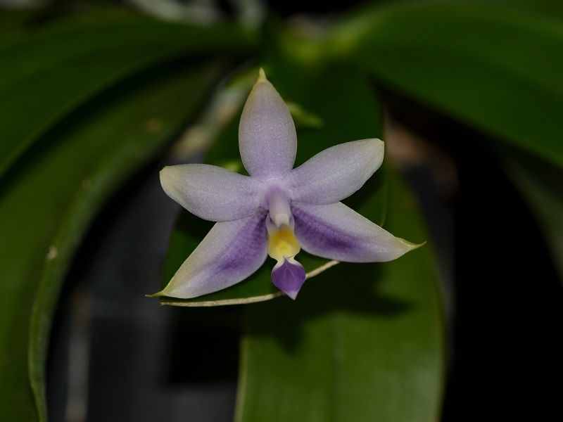  photo Phalaenopsisviolaceavarcoerulea-06.jpg