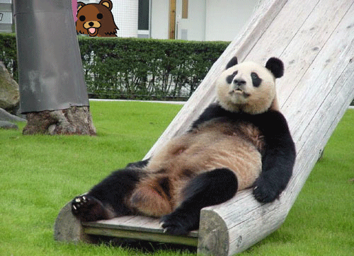 funny-panda-bear-images1.png