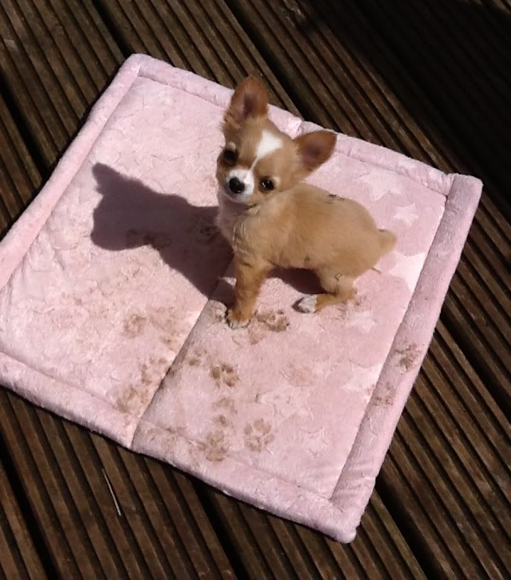 Mucky pup! Chihuahua Forum Chihuahua Breed Dog Forums