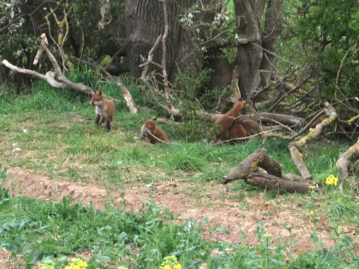 foxfamily.jpg