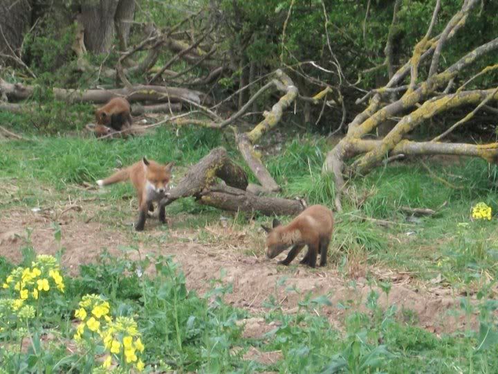 foxfamily3.jpg
