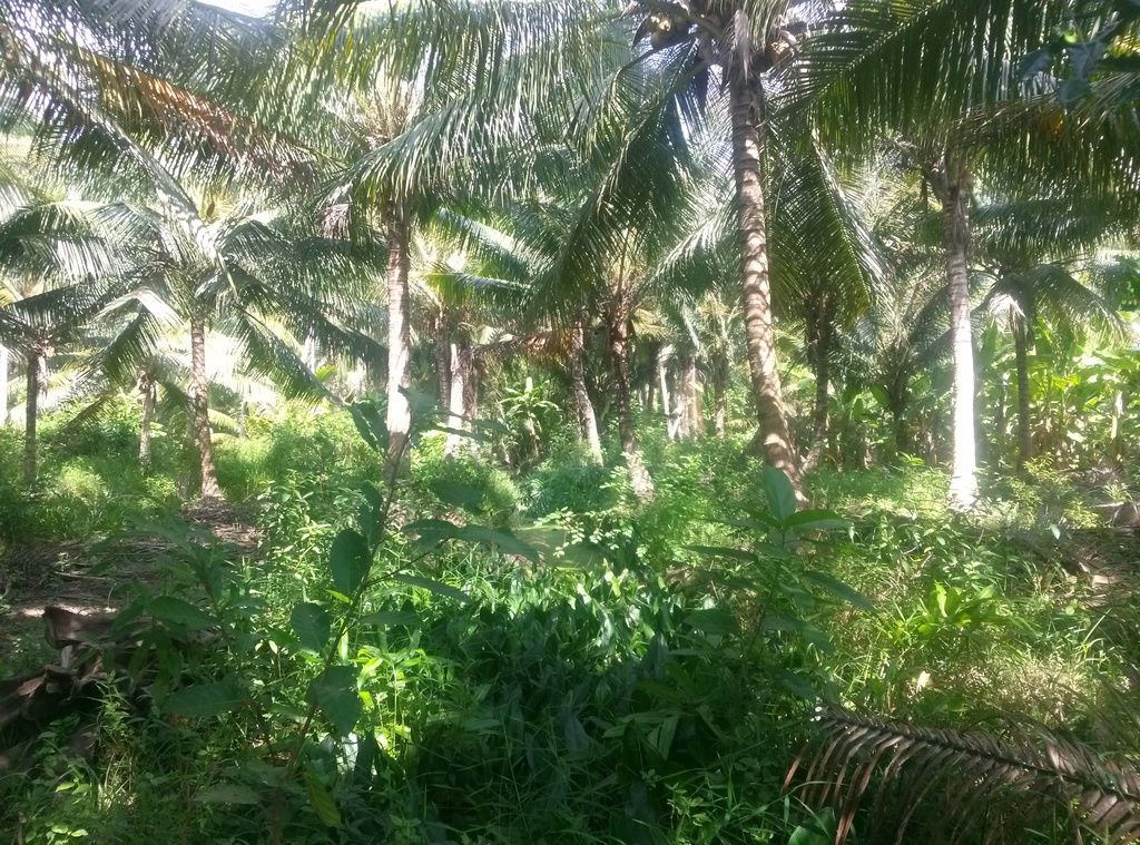 Đất vườn trồng dừa ở Châu Thành Bến Tre !