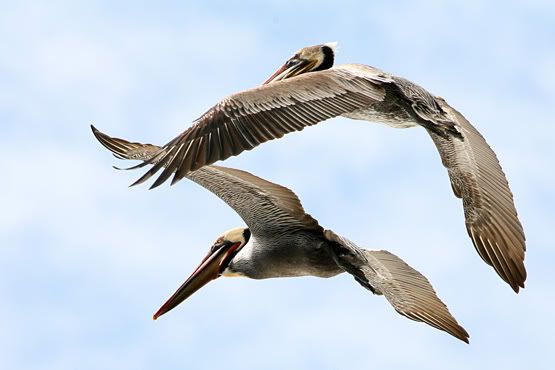 Pelicans