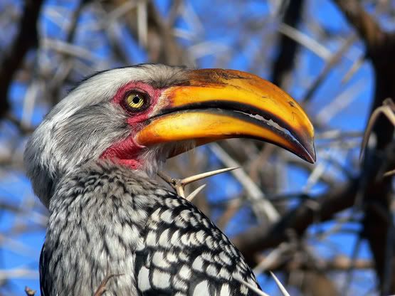 Hornbill