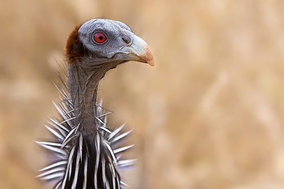 Guineafowl