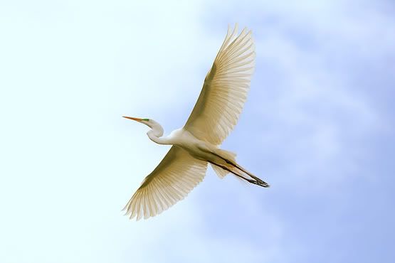 Egret