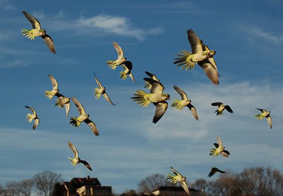 Parrots