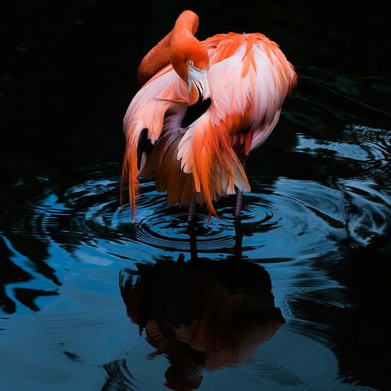 Flamingo