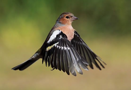 Chaffinch