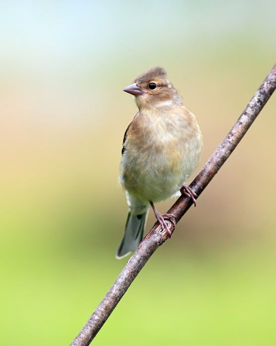 Chaffinch