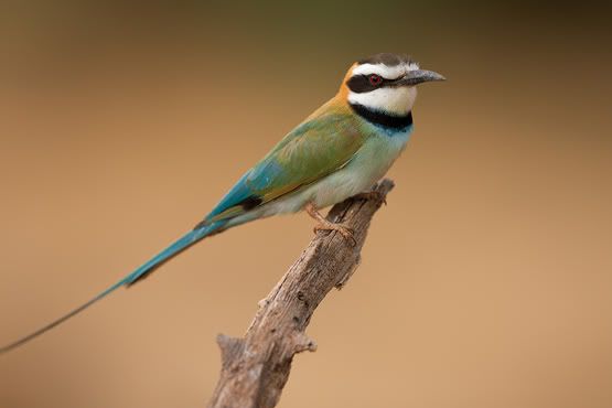 Bee-Eater