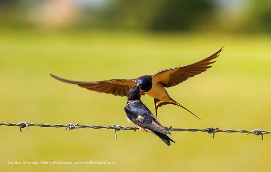 Swallows