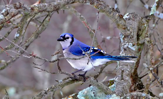 Passerine Bird