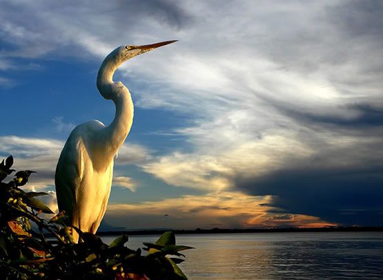 Egret