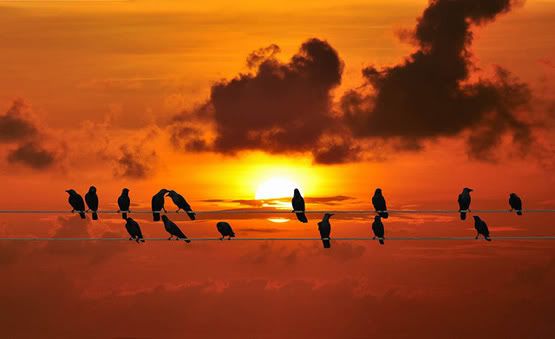 Silhouettes of Birds Perched on Wire