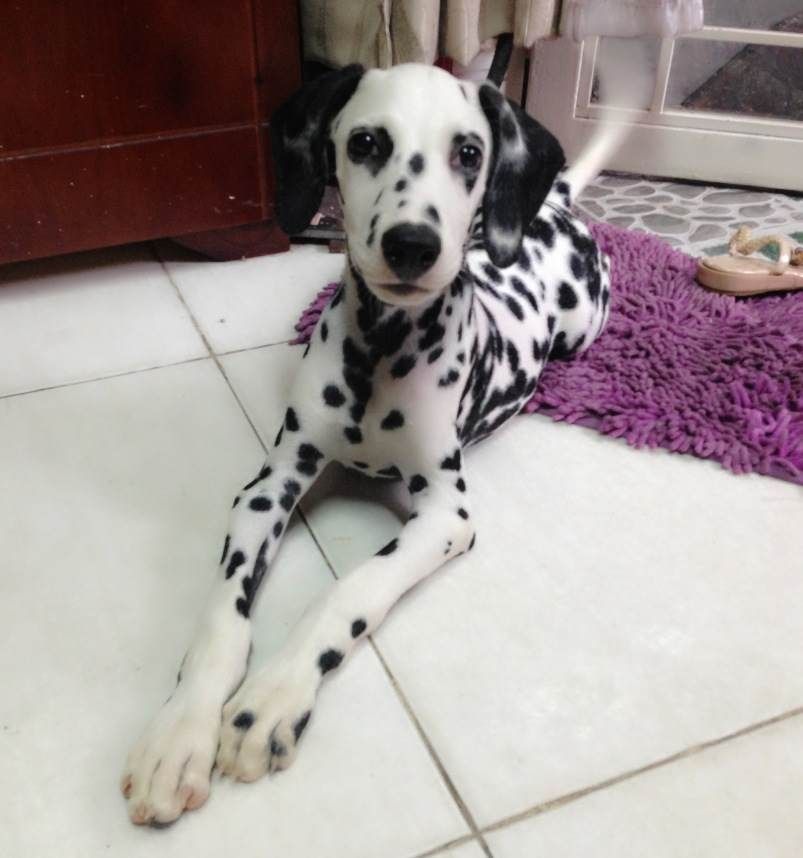 Chó Đốm Đực - 1