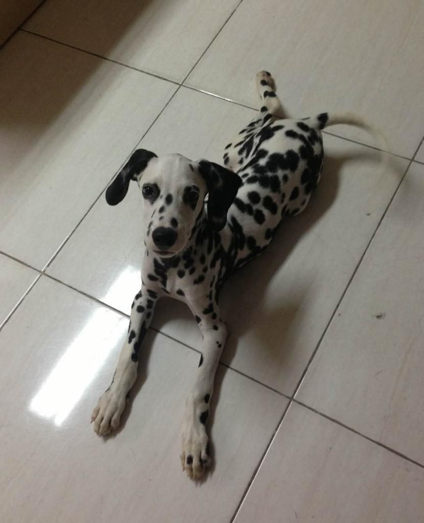 Chó Đốm Đực - 2