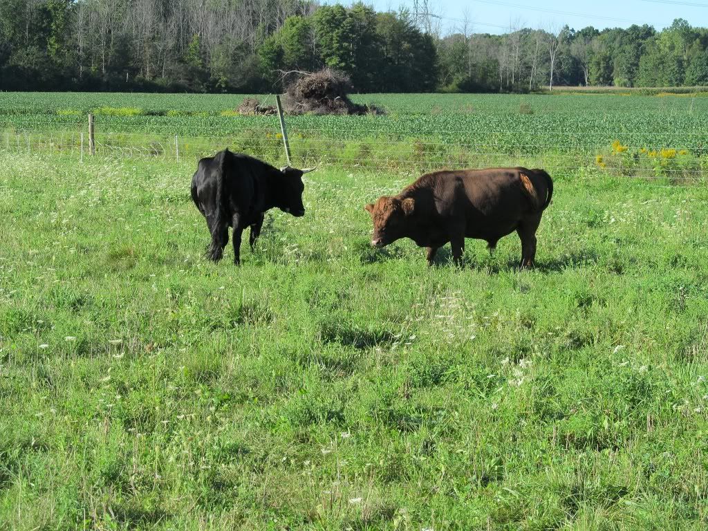 New Dexter Bull - Cattle