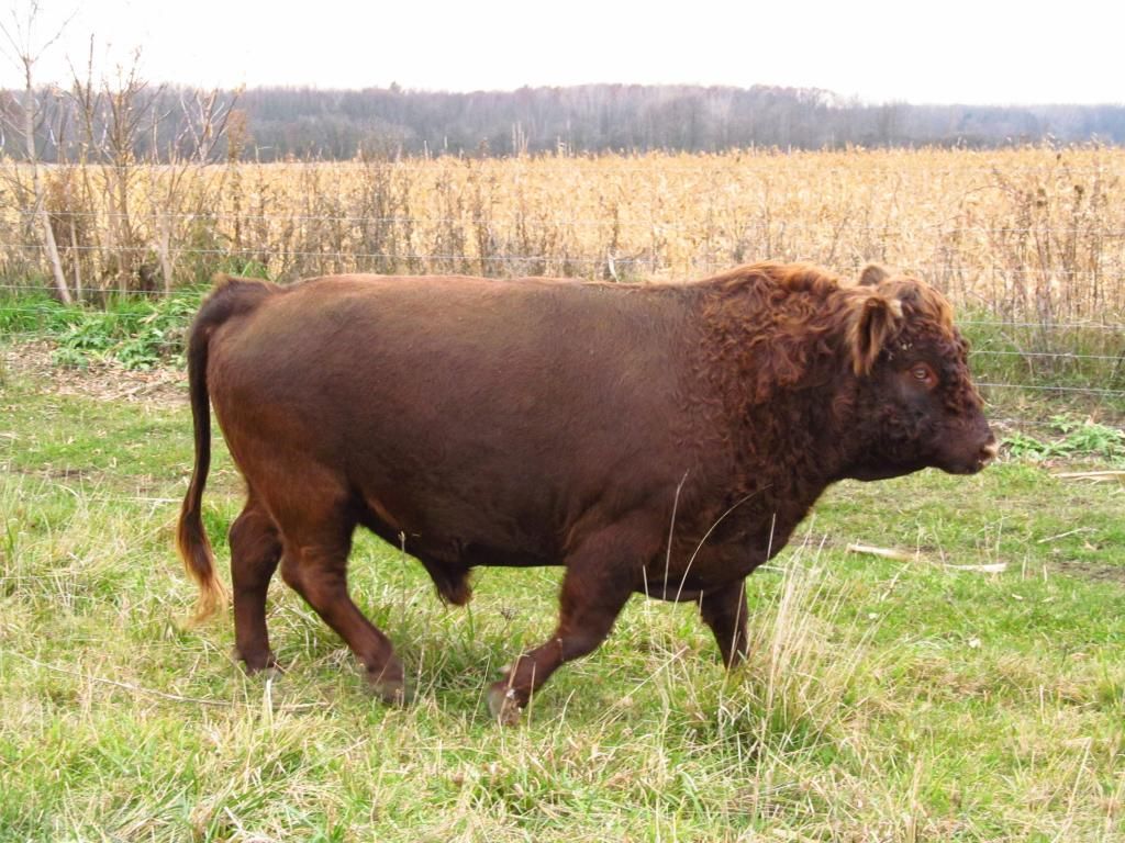 Dexter Calf born Aug 2013 - Cattle