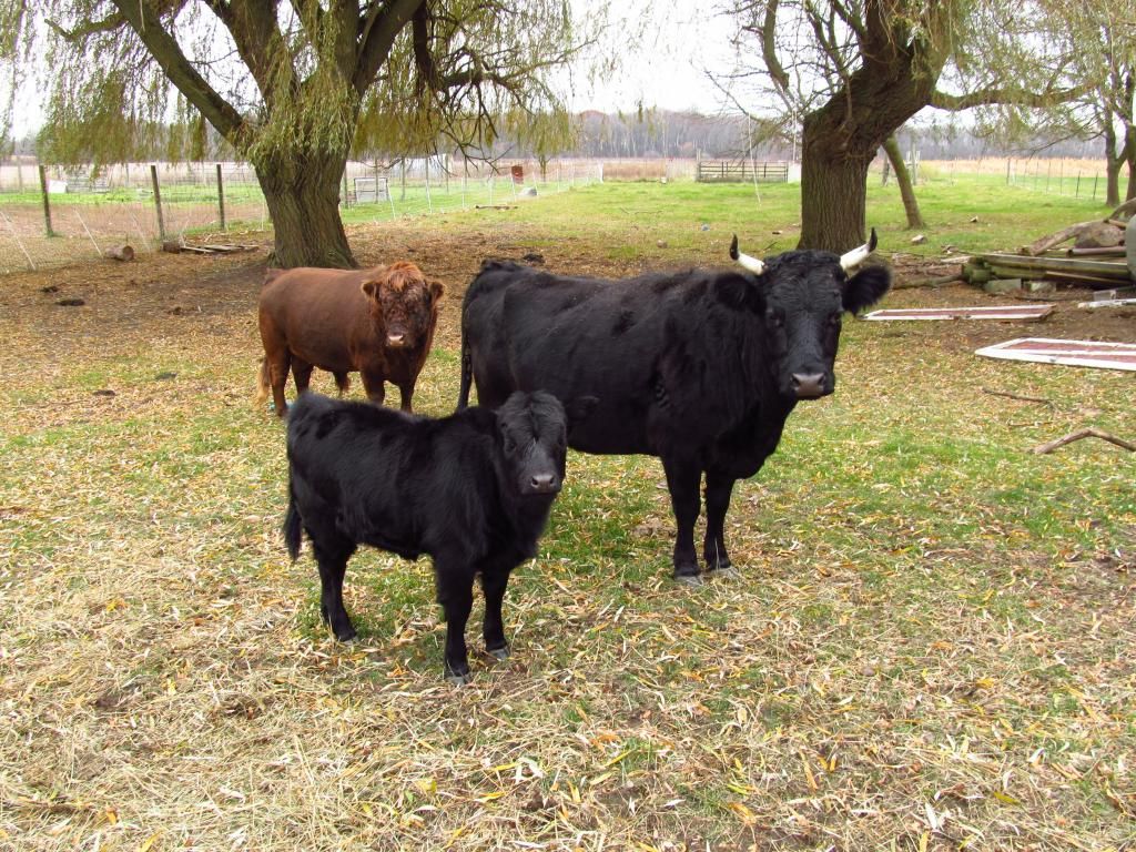 Dexter Calf born Aug 2013 - Cattle