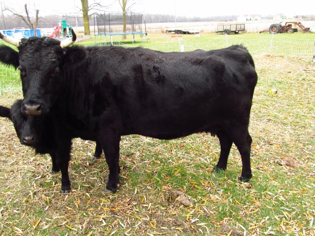 Dexter Calf born Aug 2013 - Cattle