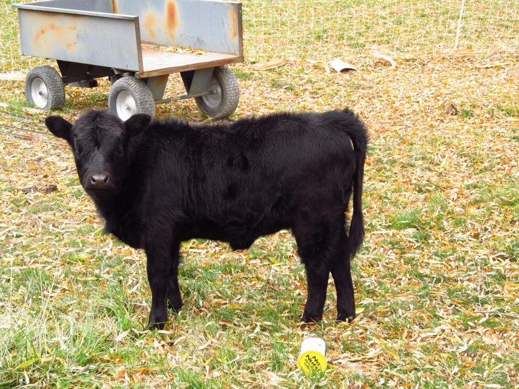 Dexter Calf born Aug 2013 - Cattle