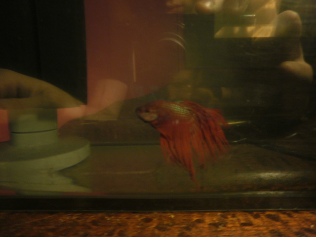 Betta3.png