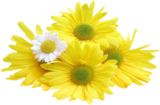  photo 63b.png