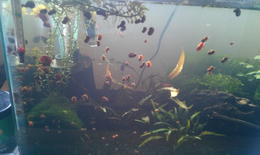 infestation! and hair algae help!!